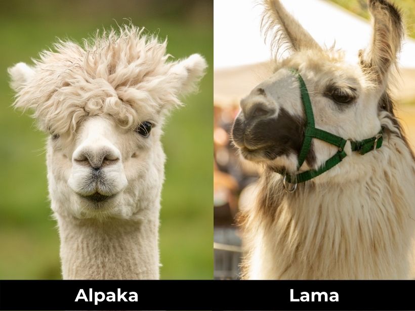 Alpakas und ihre Wolle – Unterschied zwischen Alpaka und Lama