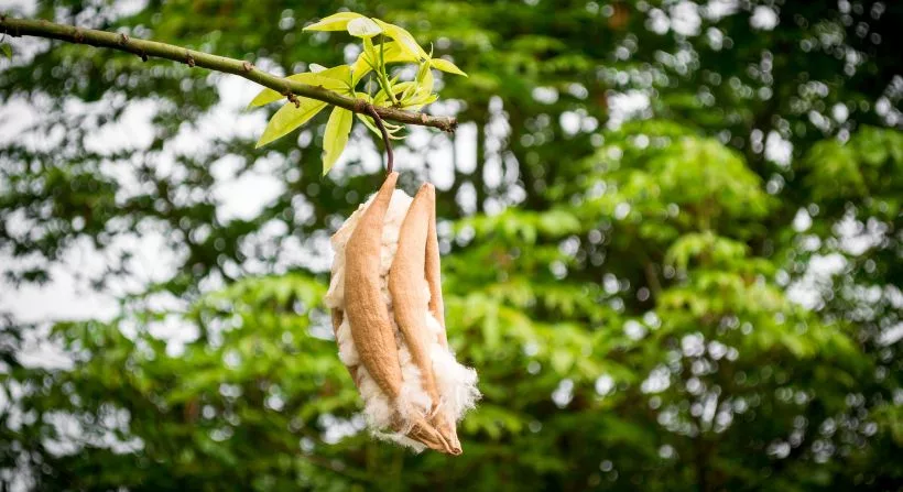 Die Frucht des Kapok Baumes in Nahaufnahme