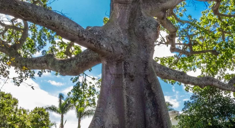 Der riesige Kapok Baum aus Indonesien
